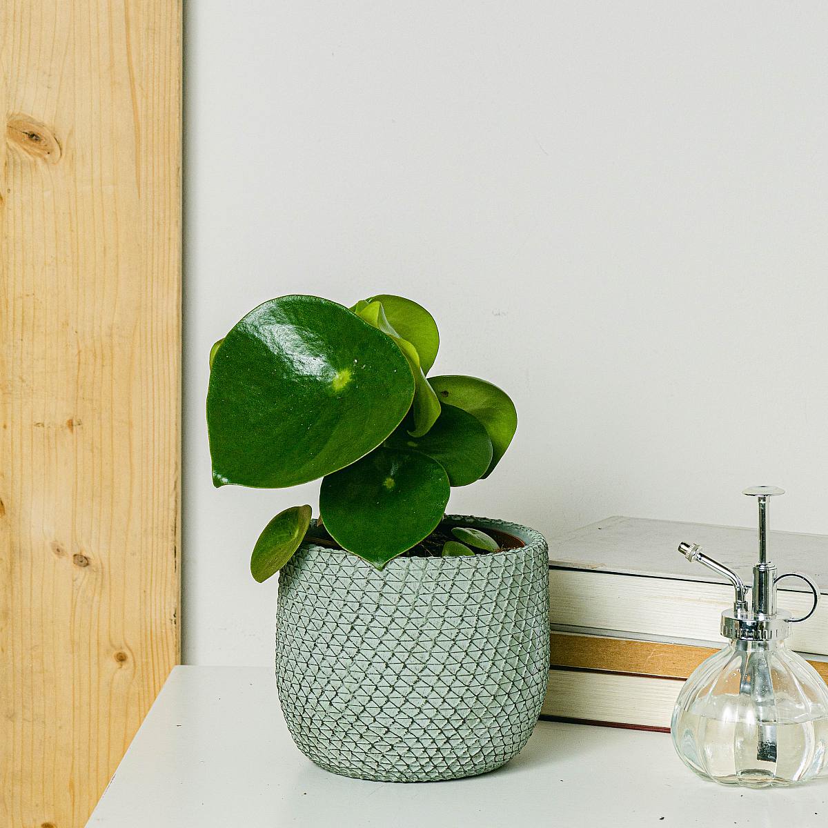 Peperomia Deszczowa picture 2