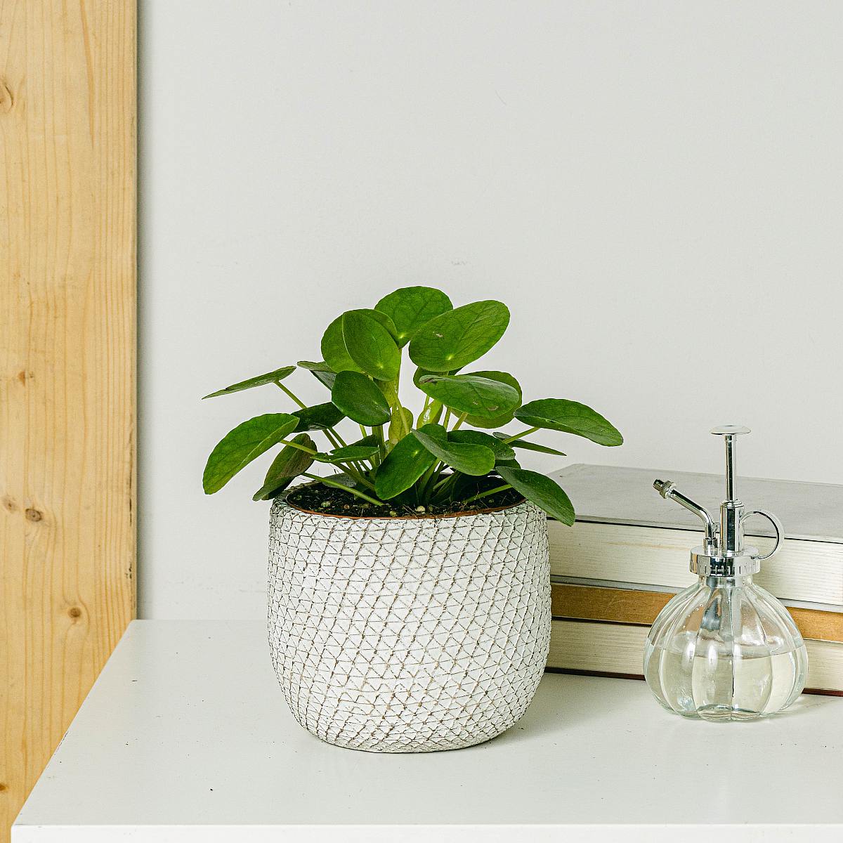 Chińska roślina pieniężna picture 0