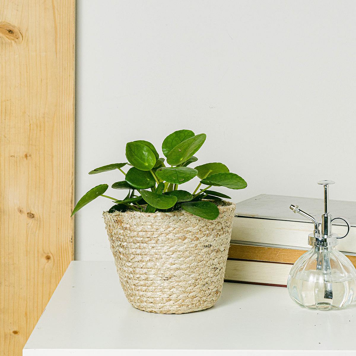 Chińska roślina pieniężna picture 2