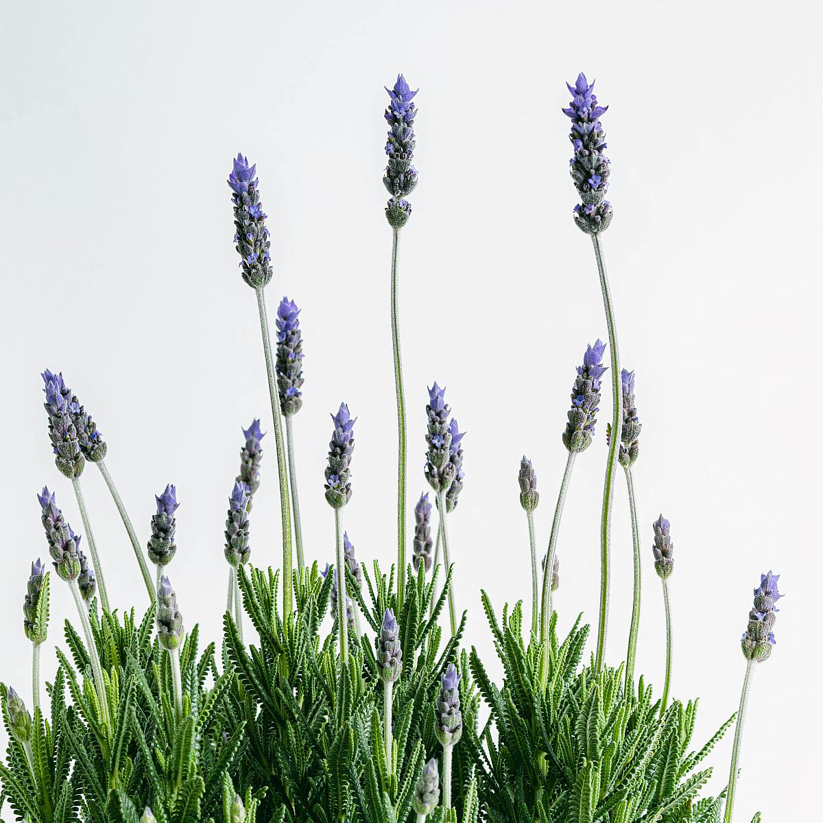 Lavanda picture 2