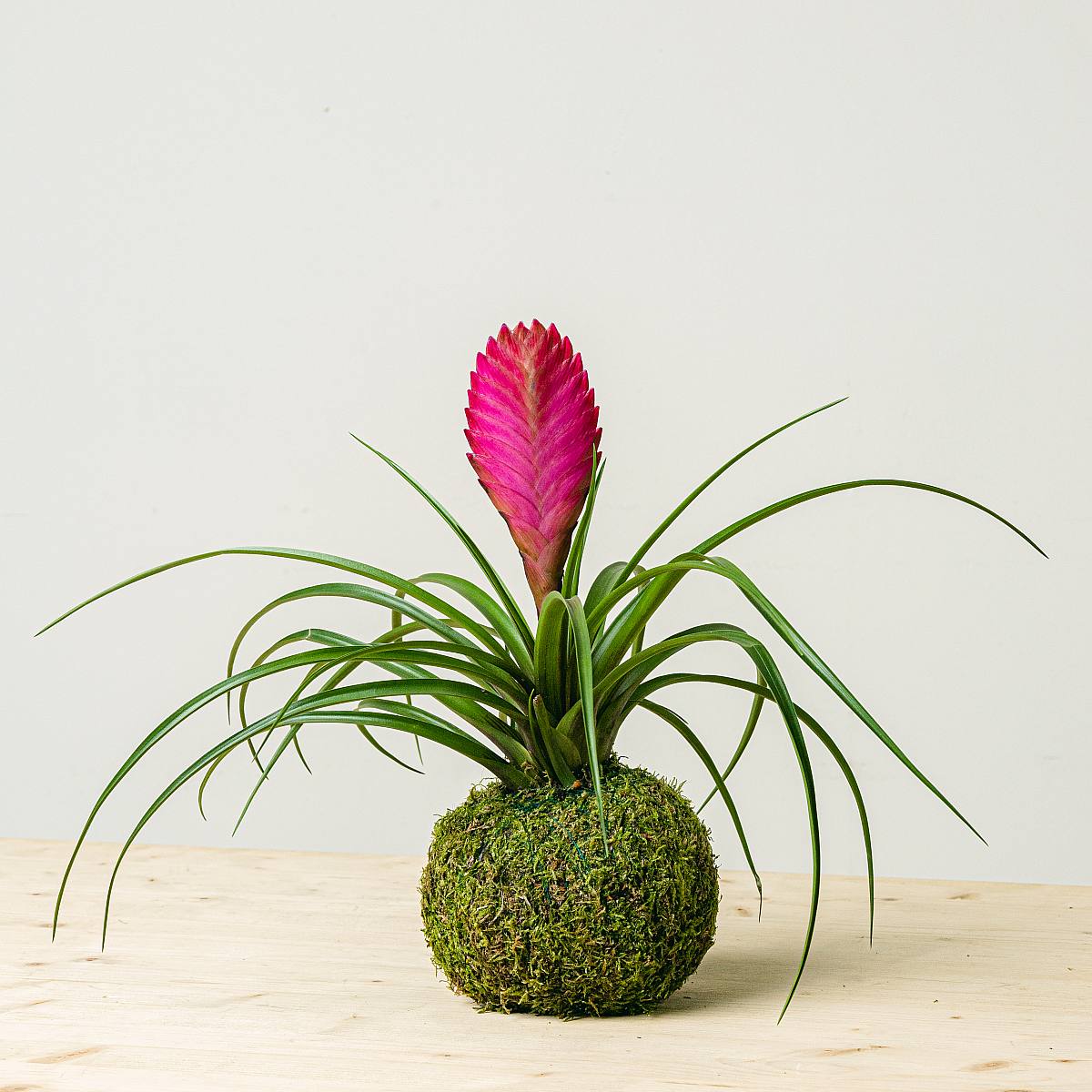 Tillandsia Kokedama picture 1
