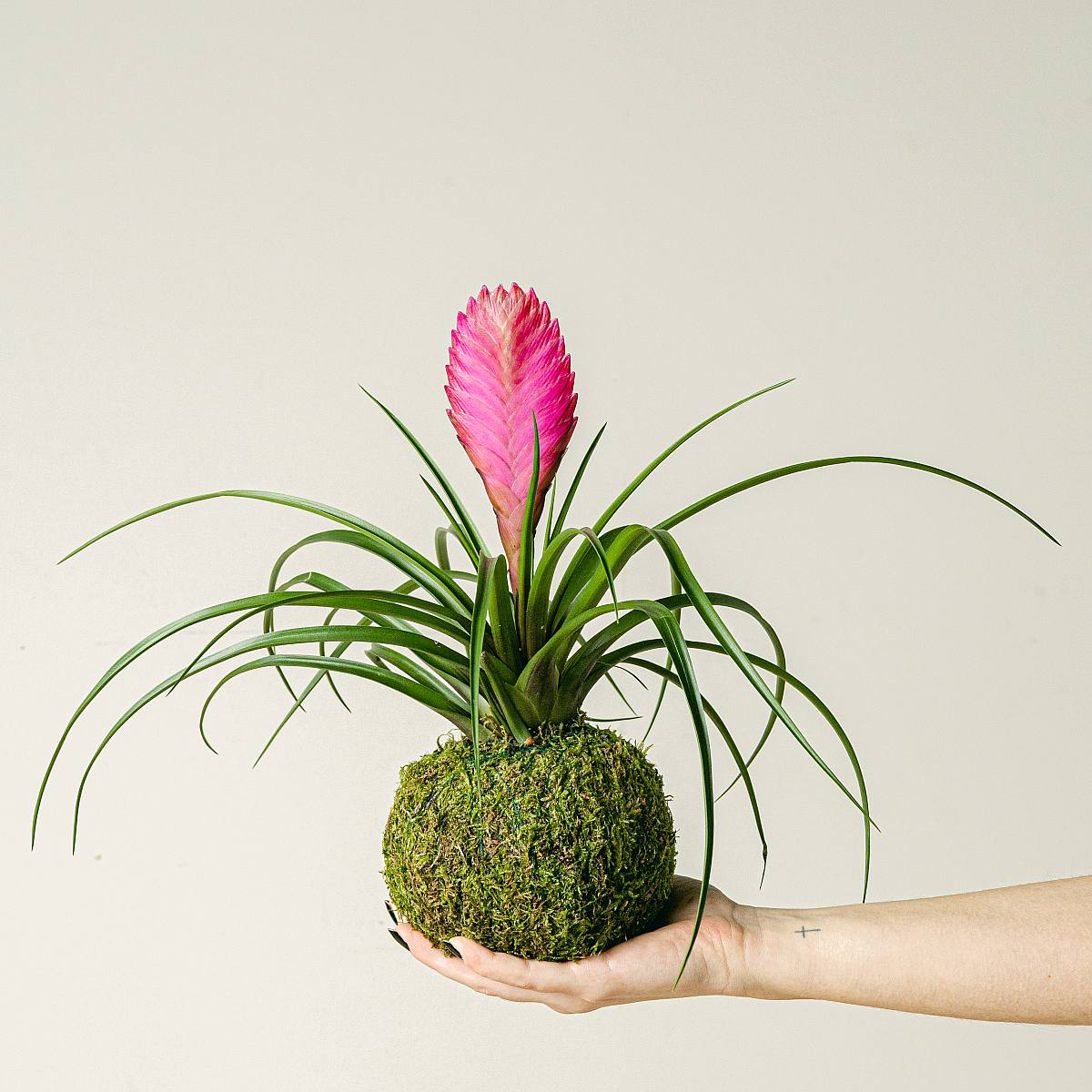 Tillandsia Kokedama picture 2