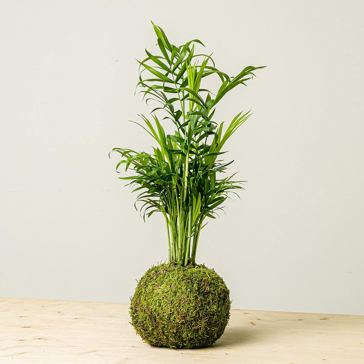 Chamadorea Kokedama picture 1