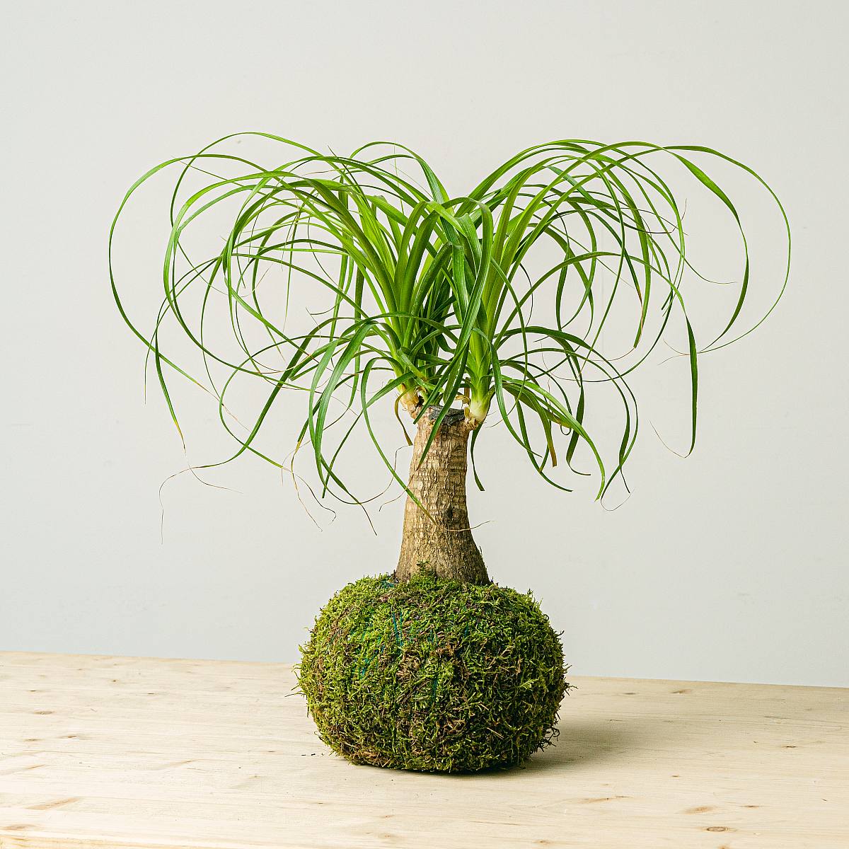 Beaucarnea Kokedama picture 1