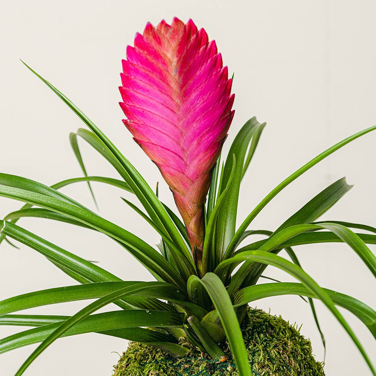 Tillandsia Kokedama picture 3