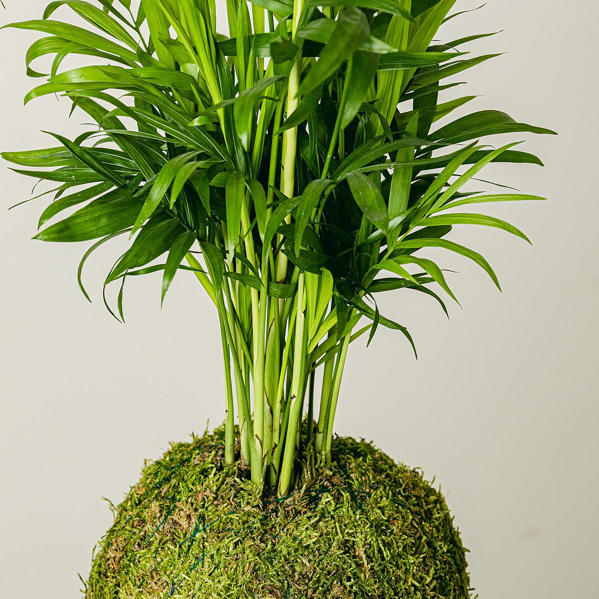 Chamadorea Kokedama picture 3