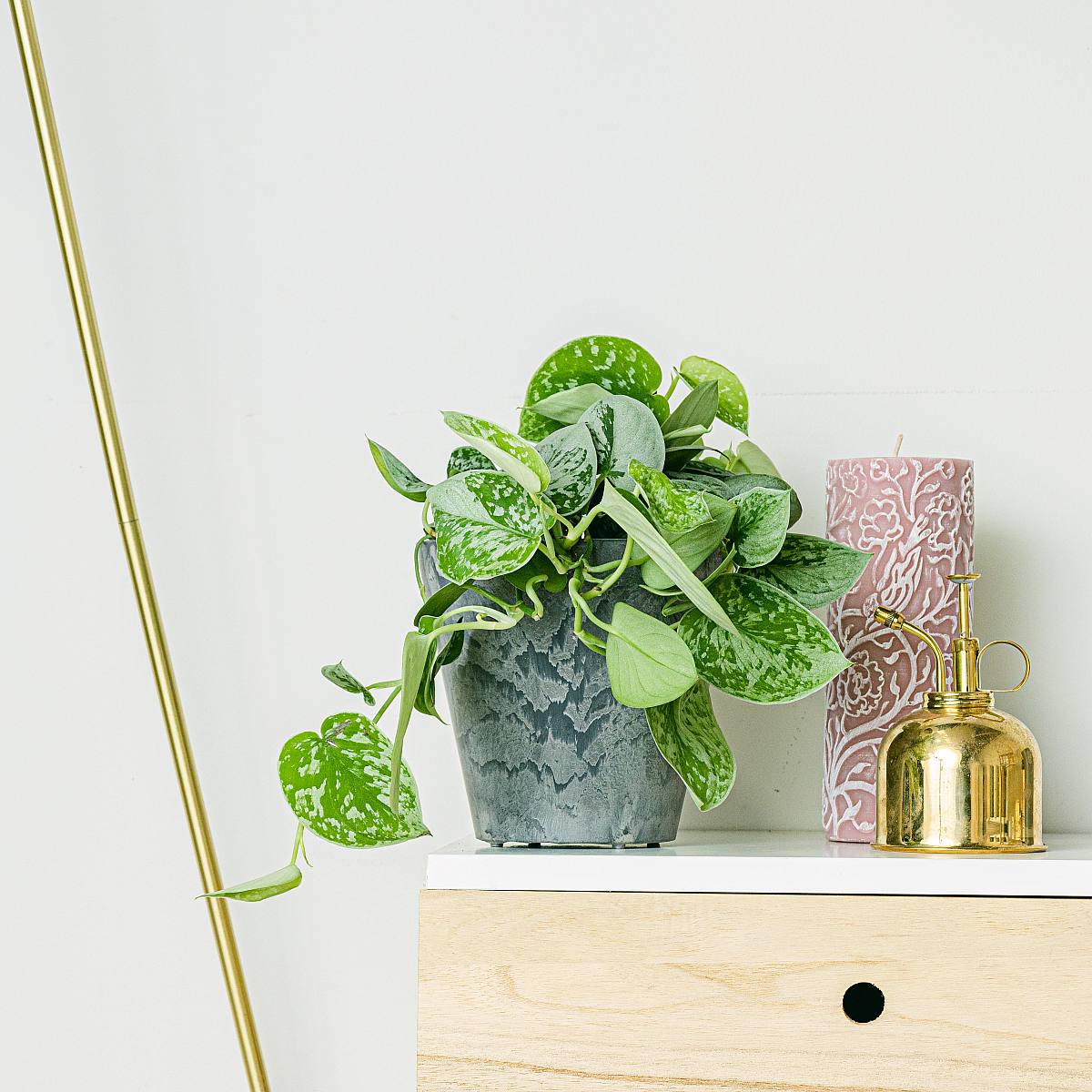 Pothos stříbrný picture 2