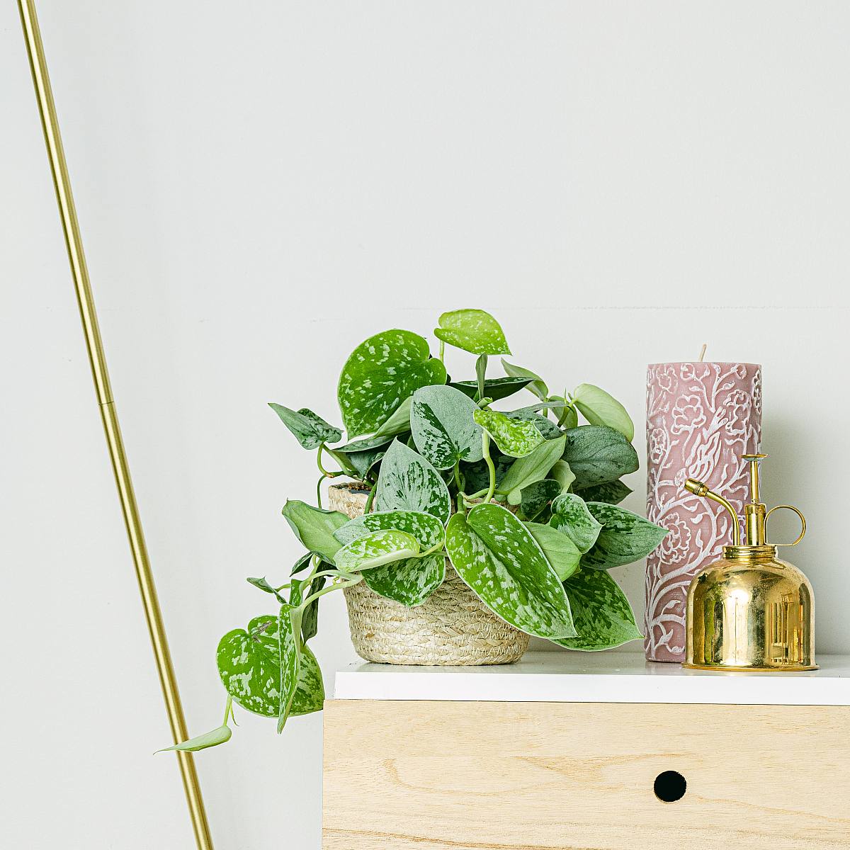 Pothos stříbrný picture 1