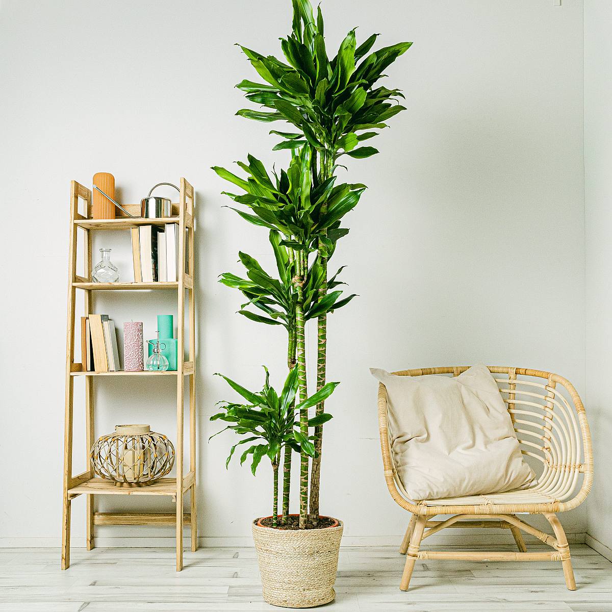 Kłoda brazylijska - ozdobna picture 2