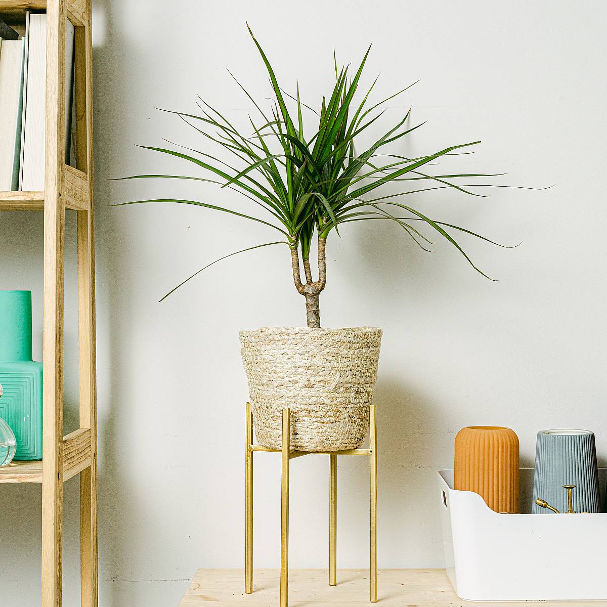 Dracaena Marginata - Härdig växt picture 0