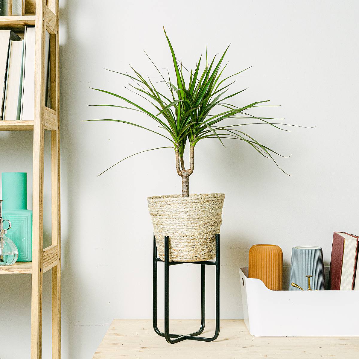 Dracaena Marginata - Härdig växt picture 1