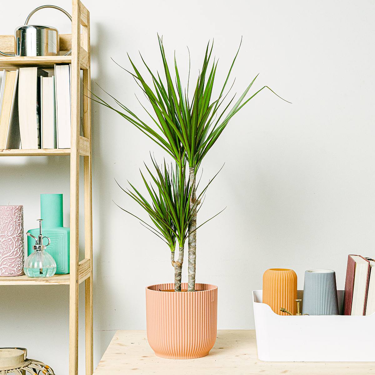 Dracaena Marginata - Härdig växt picture 2