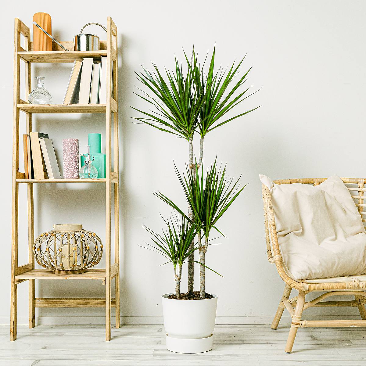 Dracaena Marginata - Härdig växt picture 1