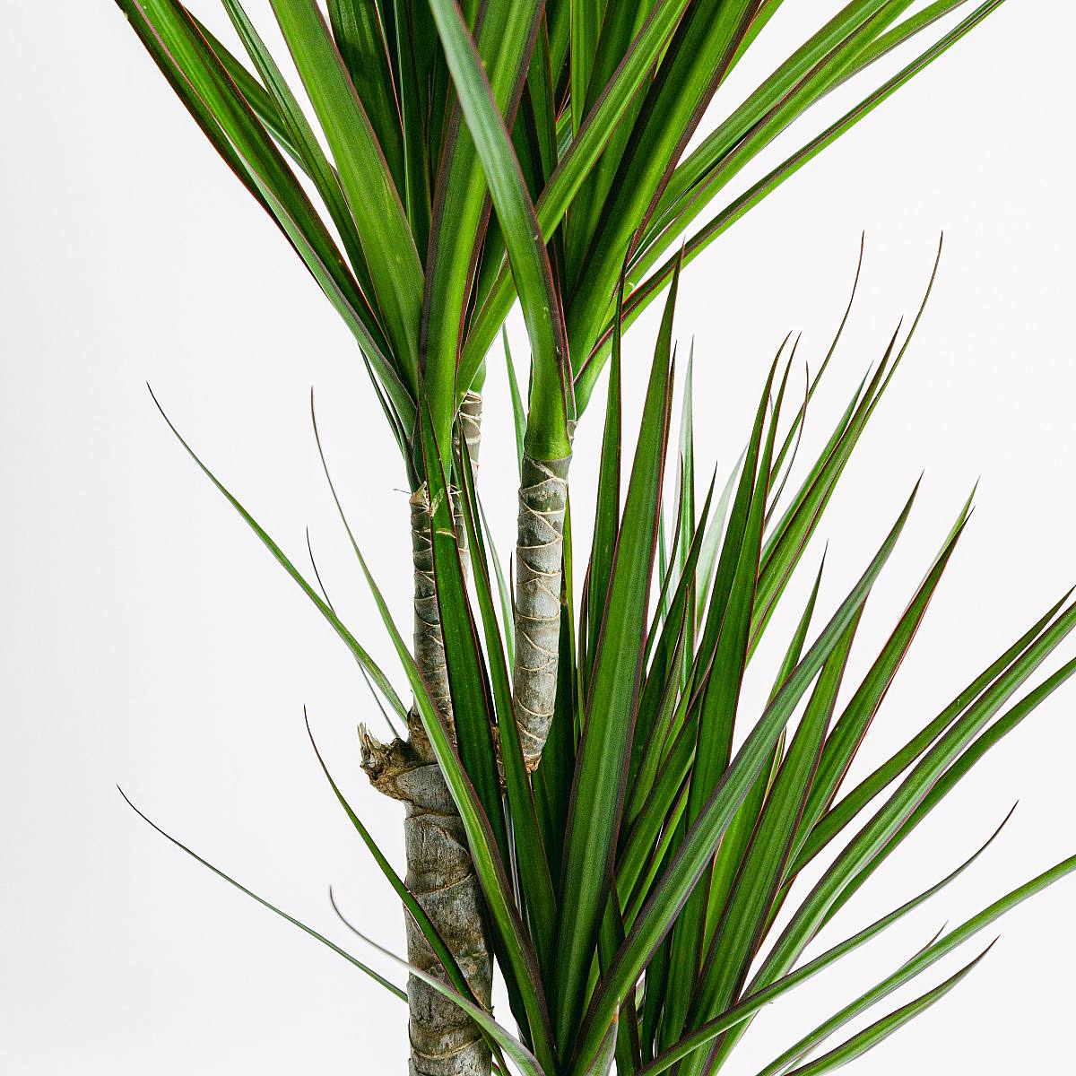 Dracaena Marginata - Härdig växt picture 3