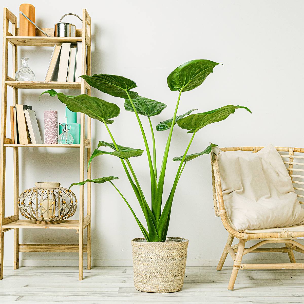 Elefantöra Alocasia picture 1