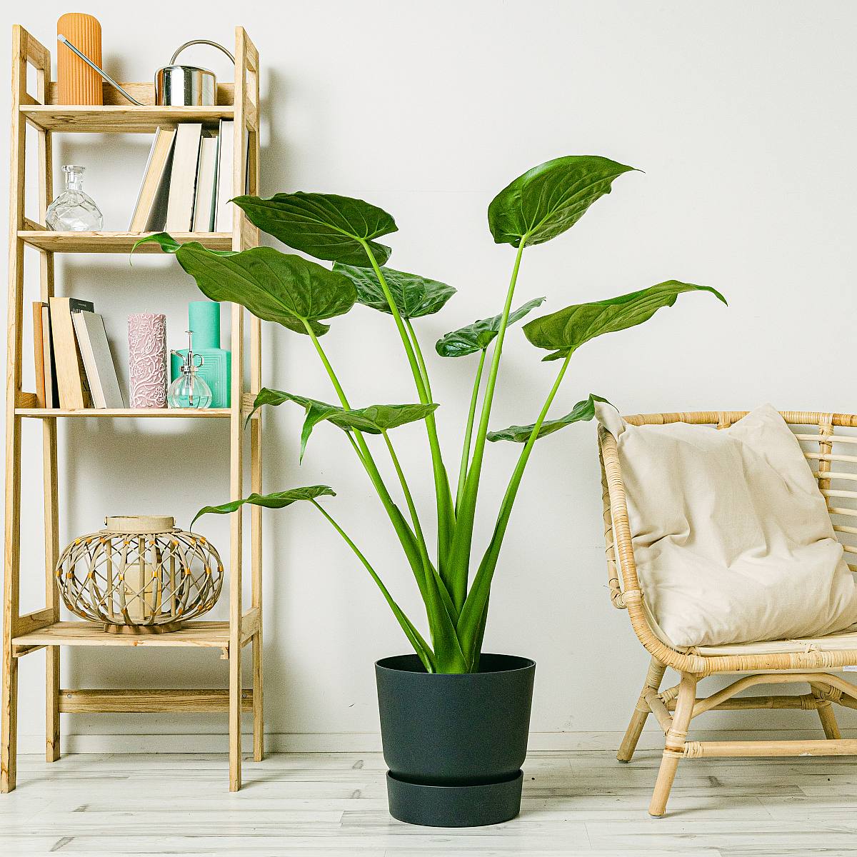 Elefantöra Alocasia picture 2