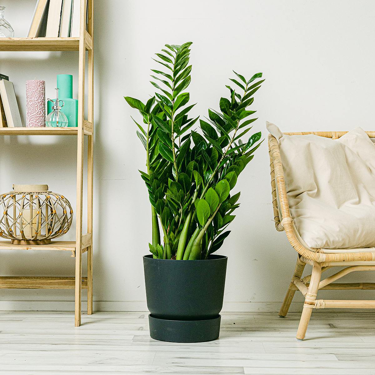 Raven Plant (ZZ) - nem vedligeholdelse picture 1