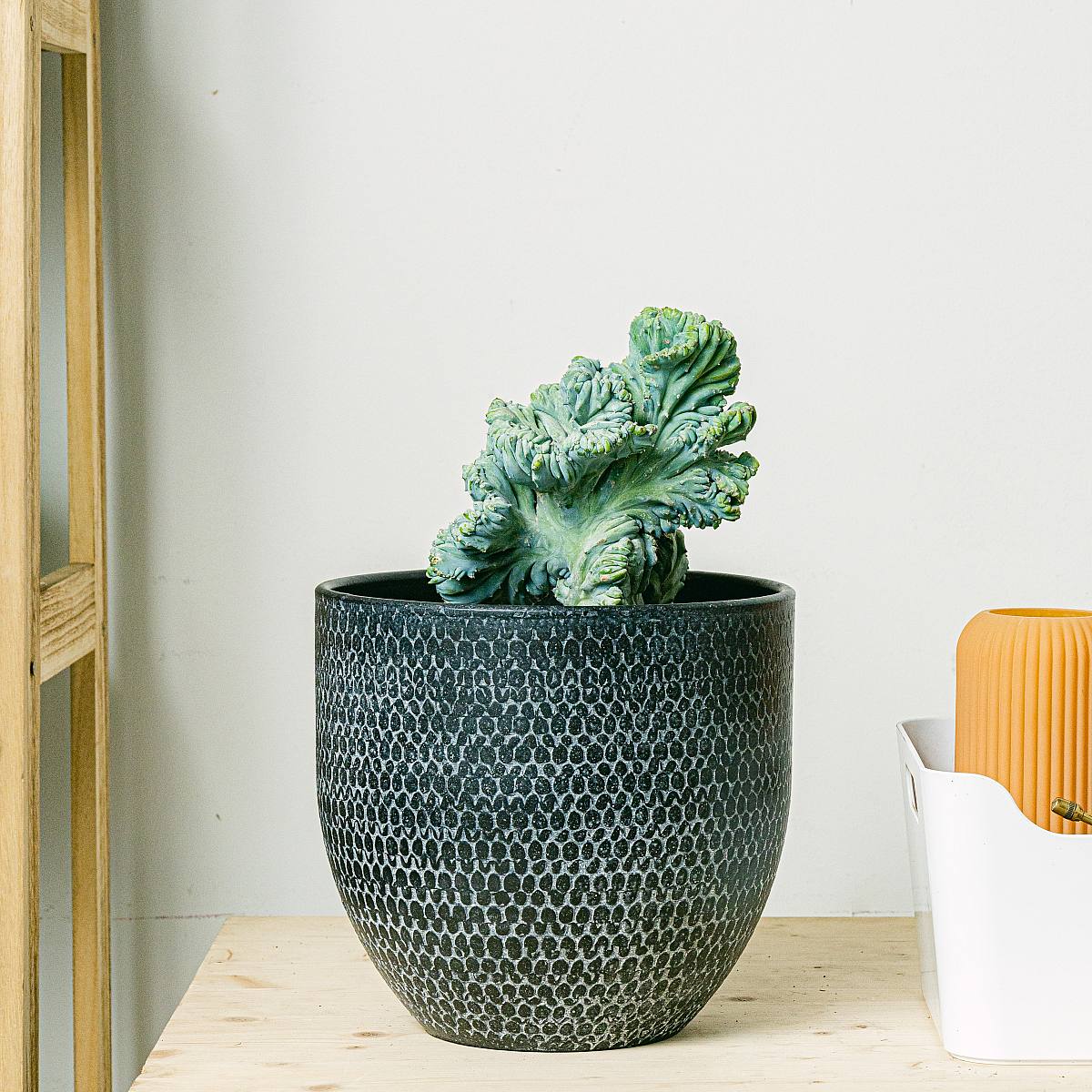 Krönt Garambullo picture 0