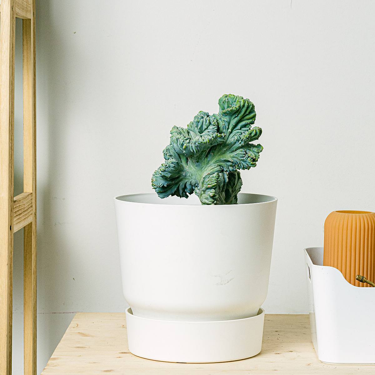 Krönt Garambullo picture 1