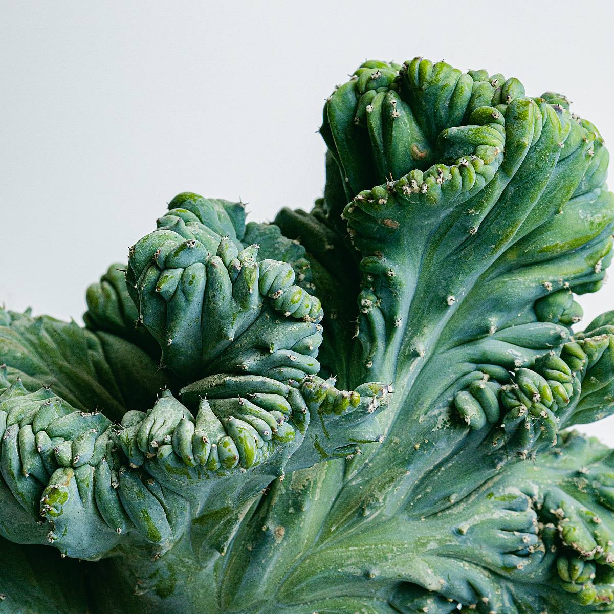 Krönt Garambullo picture 3