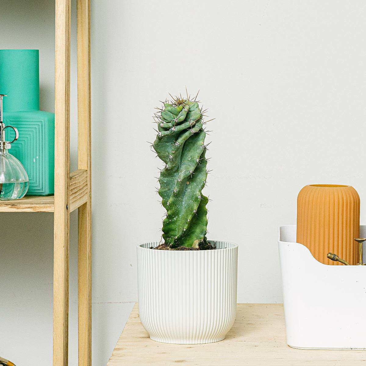 Spiralny kaktus picture 2