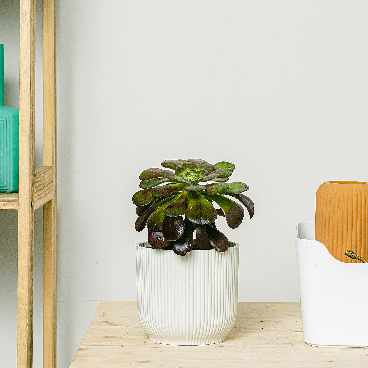 Evergreen Evergreen picture 1