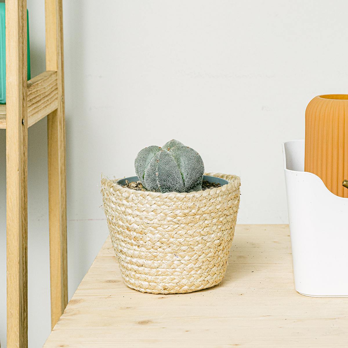 Astrofytum picture 0