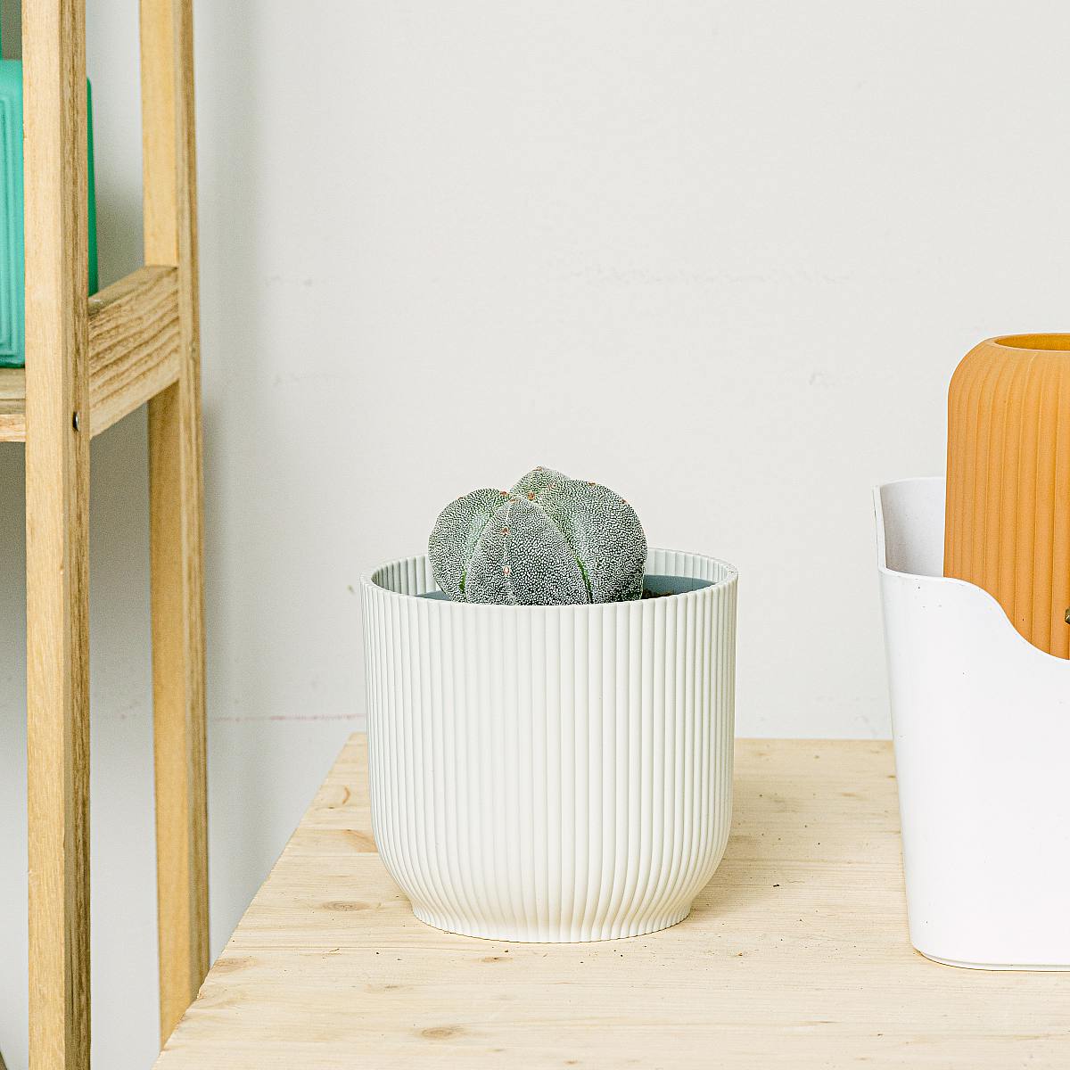 Astrofytum picture 1