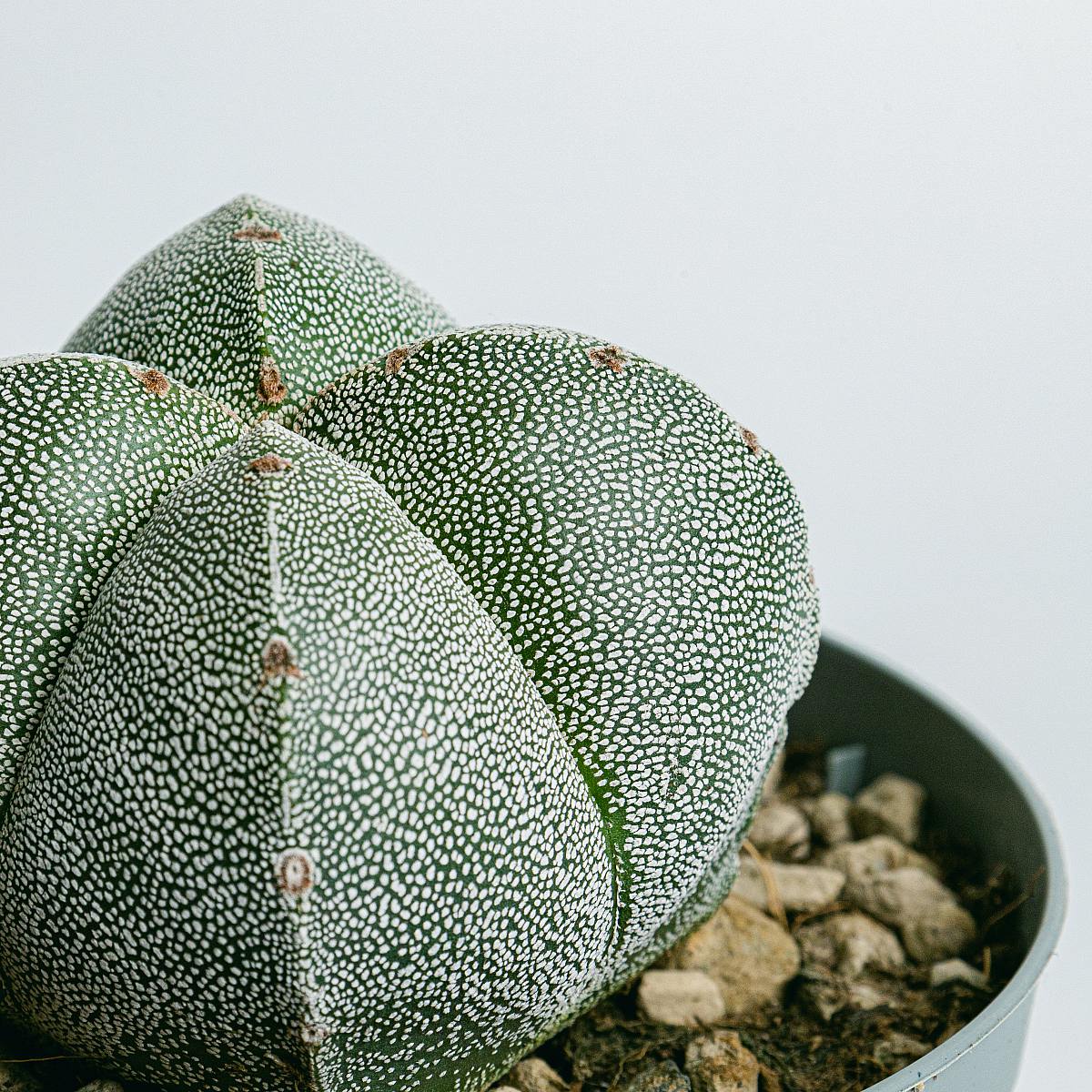 Astrofytum picture 3