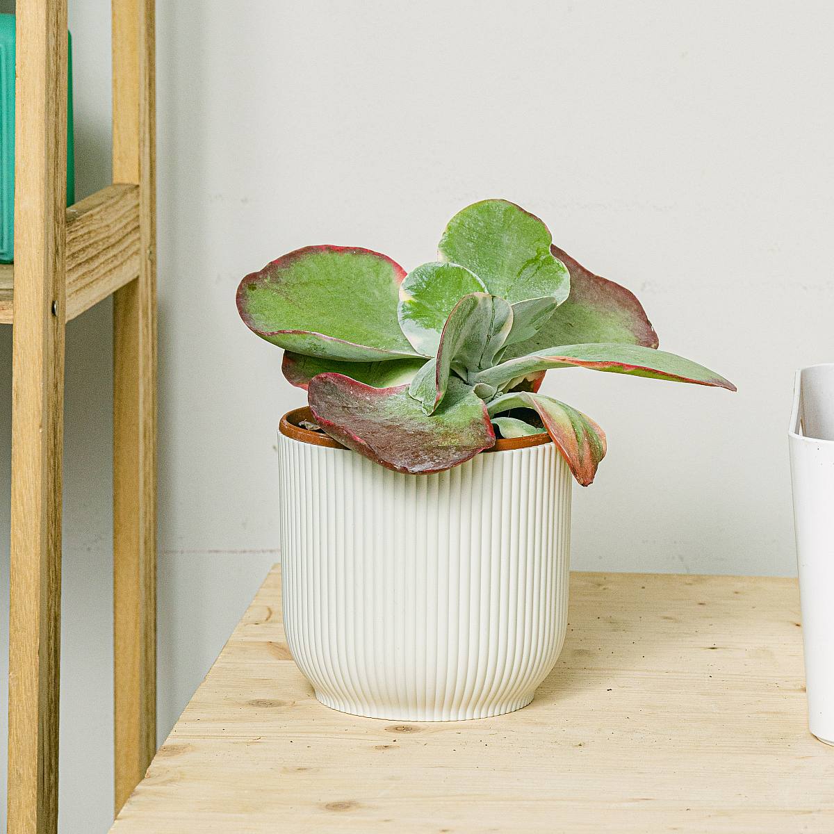 Kalanchoë Thyrsiflora picture 0