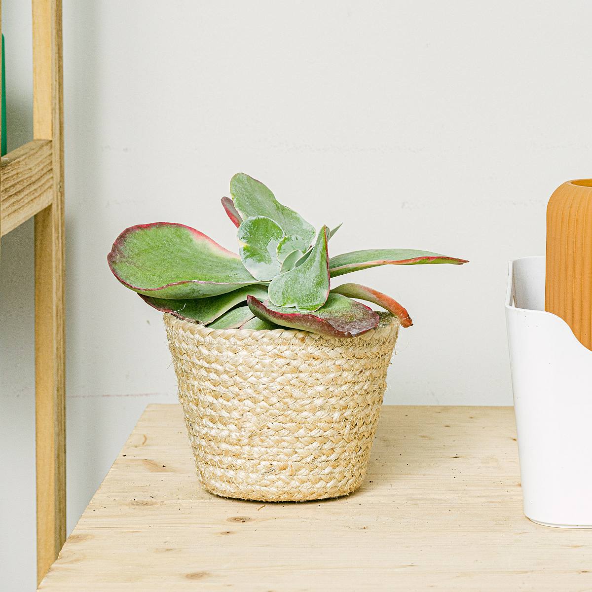 Kalanchoë Thyrsiflora picture 1