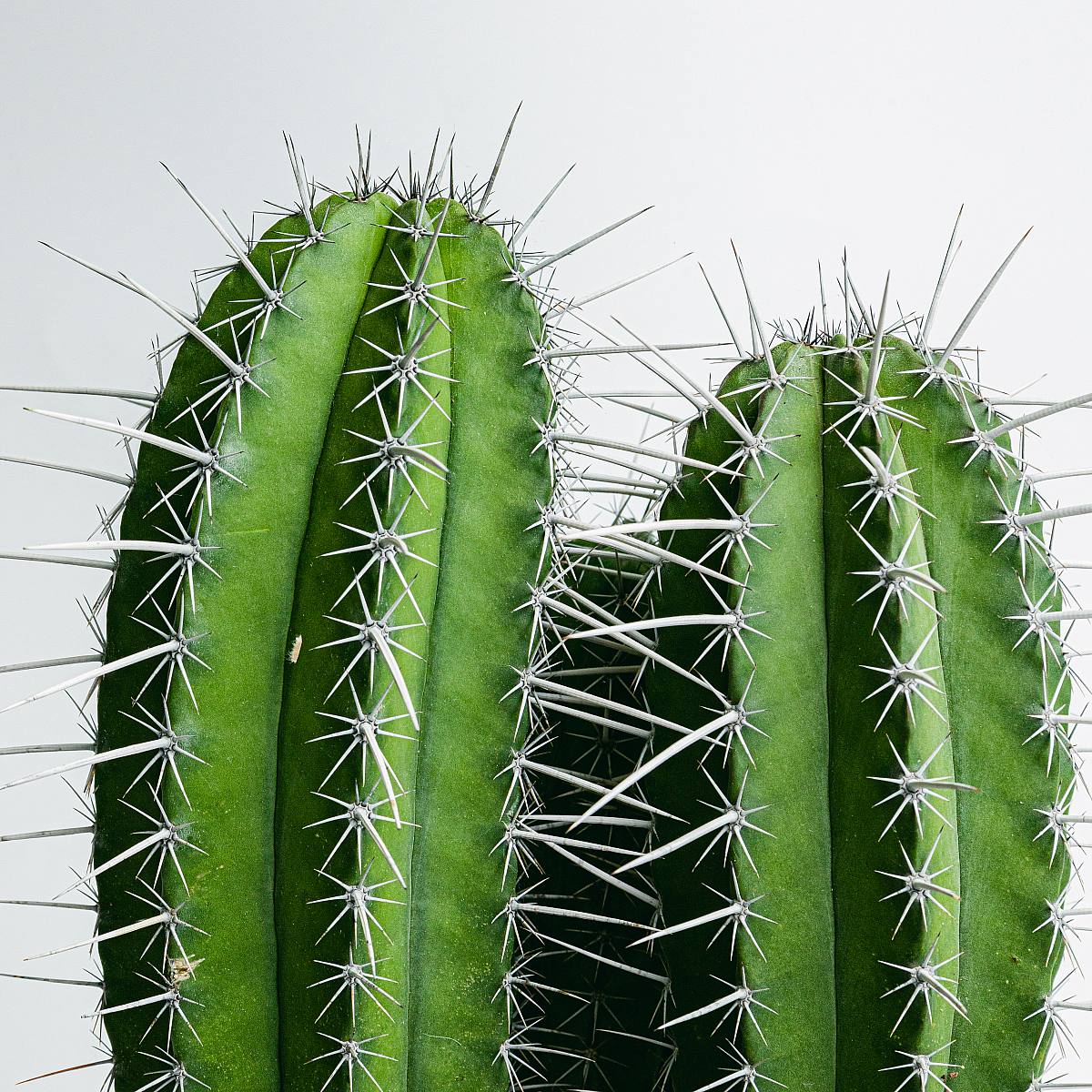 Chichipe picture 3