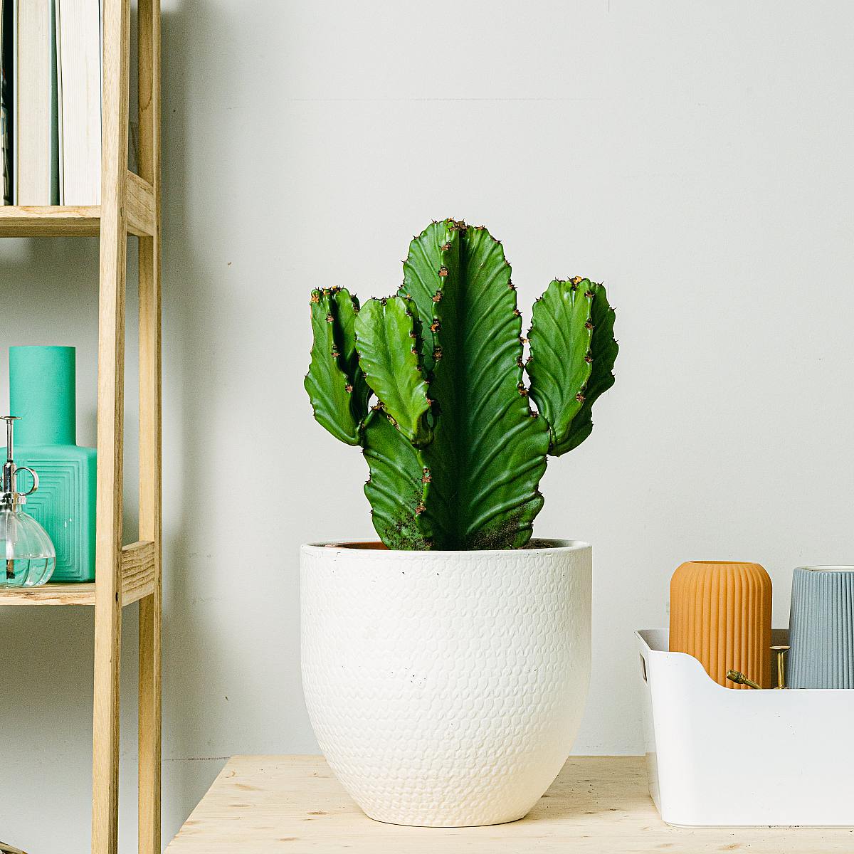 Candelabra Tree picture 1