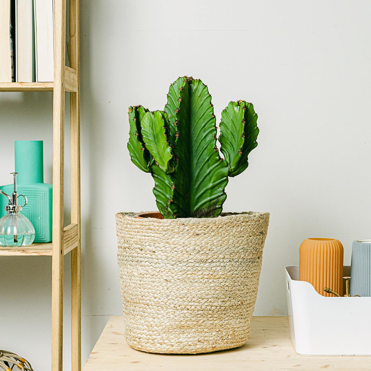 Candelabra Tree picture 2