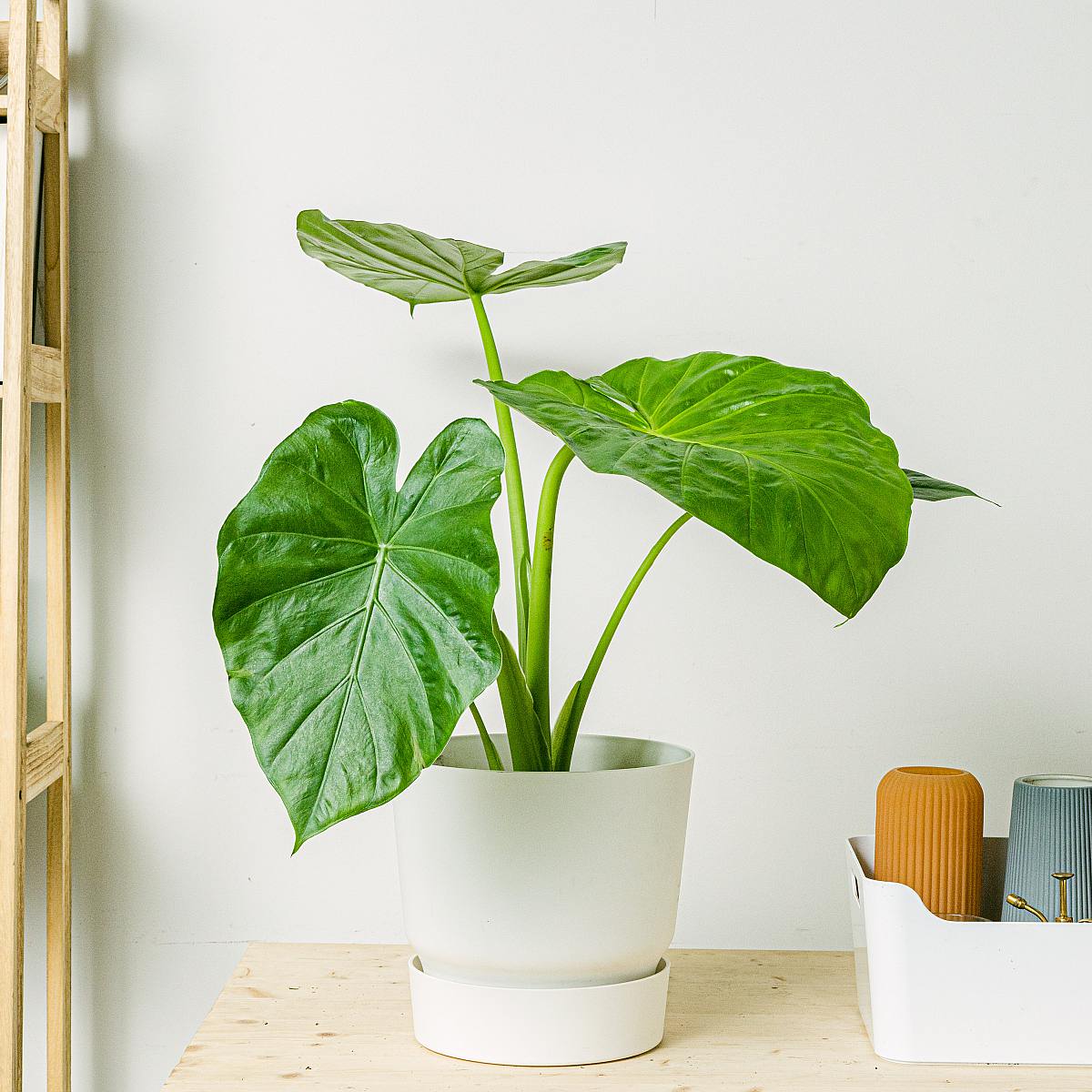 Alocasia macrorrhizos picture 0