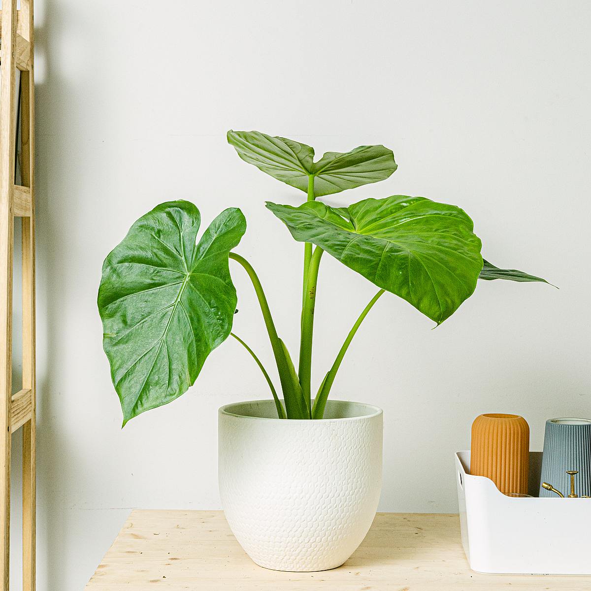 Alocasia macrorrhizos picture 1