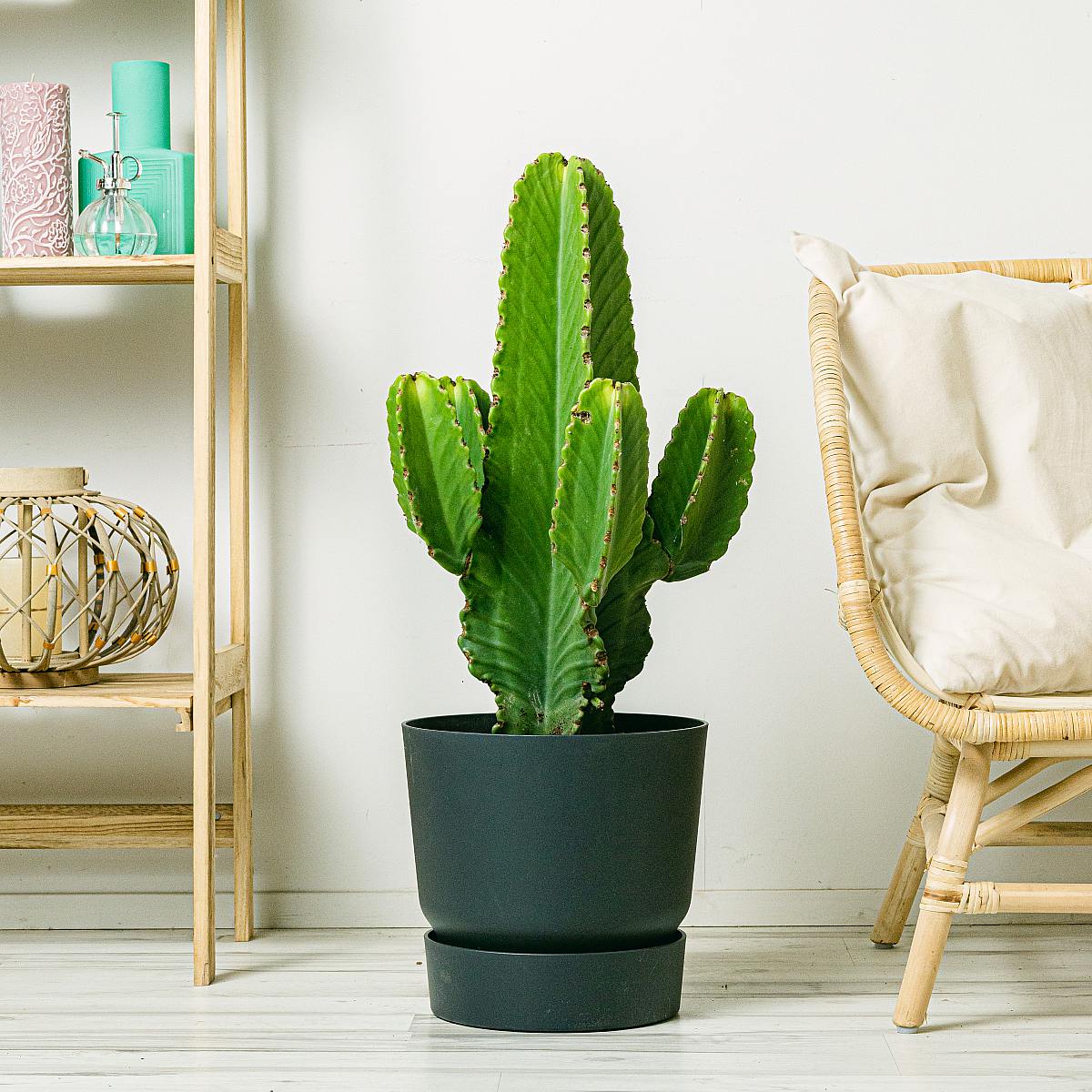 Euphorbia Ingens picture 1