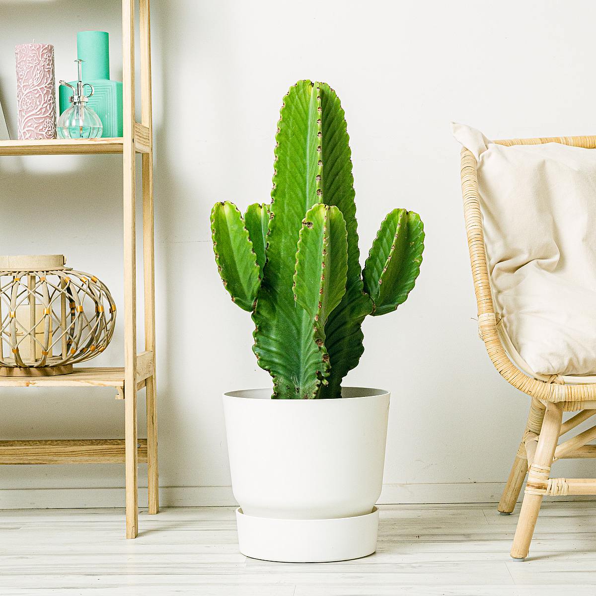 Euphorbia Ingens picture 2