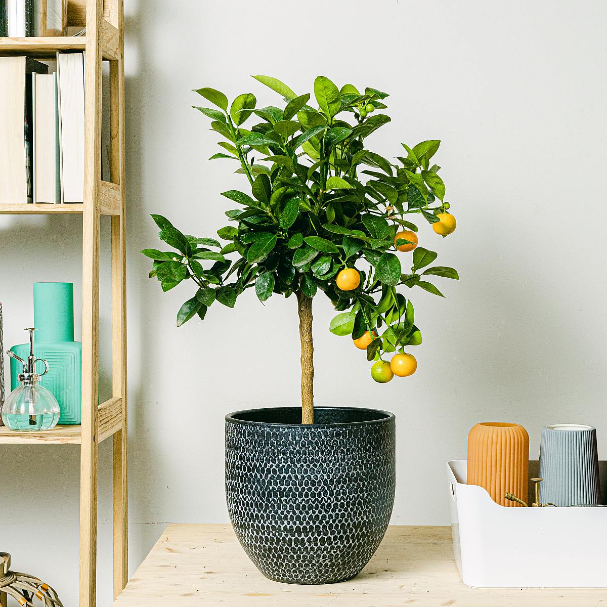 Citrus Calamondin picture 1