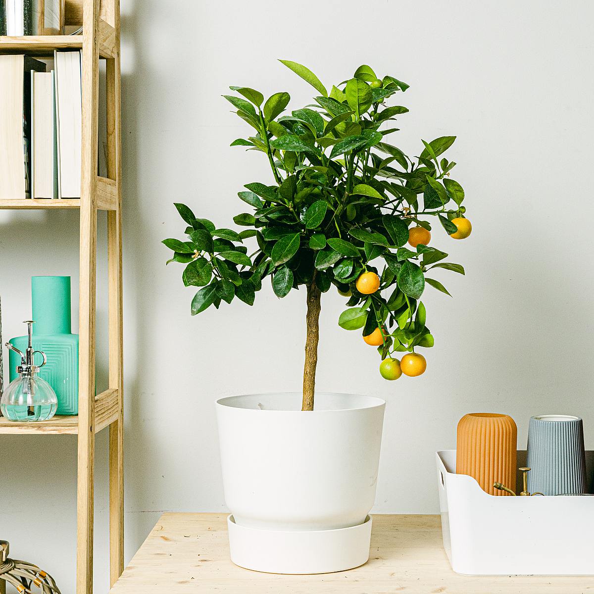 Citrus Calamondin picture 2