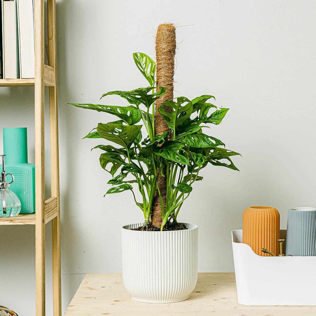 Monstera adansonii picture 1