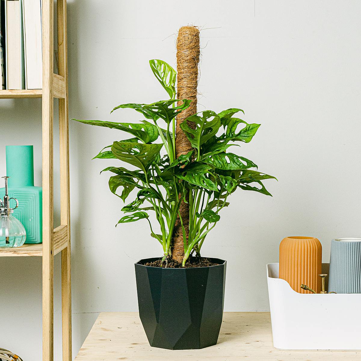 Monstera adansonii picture 2