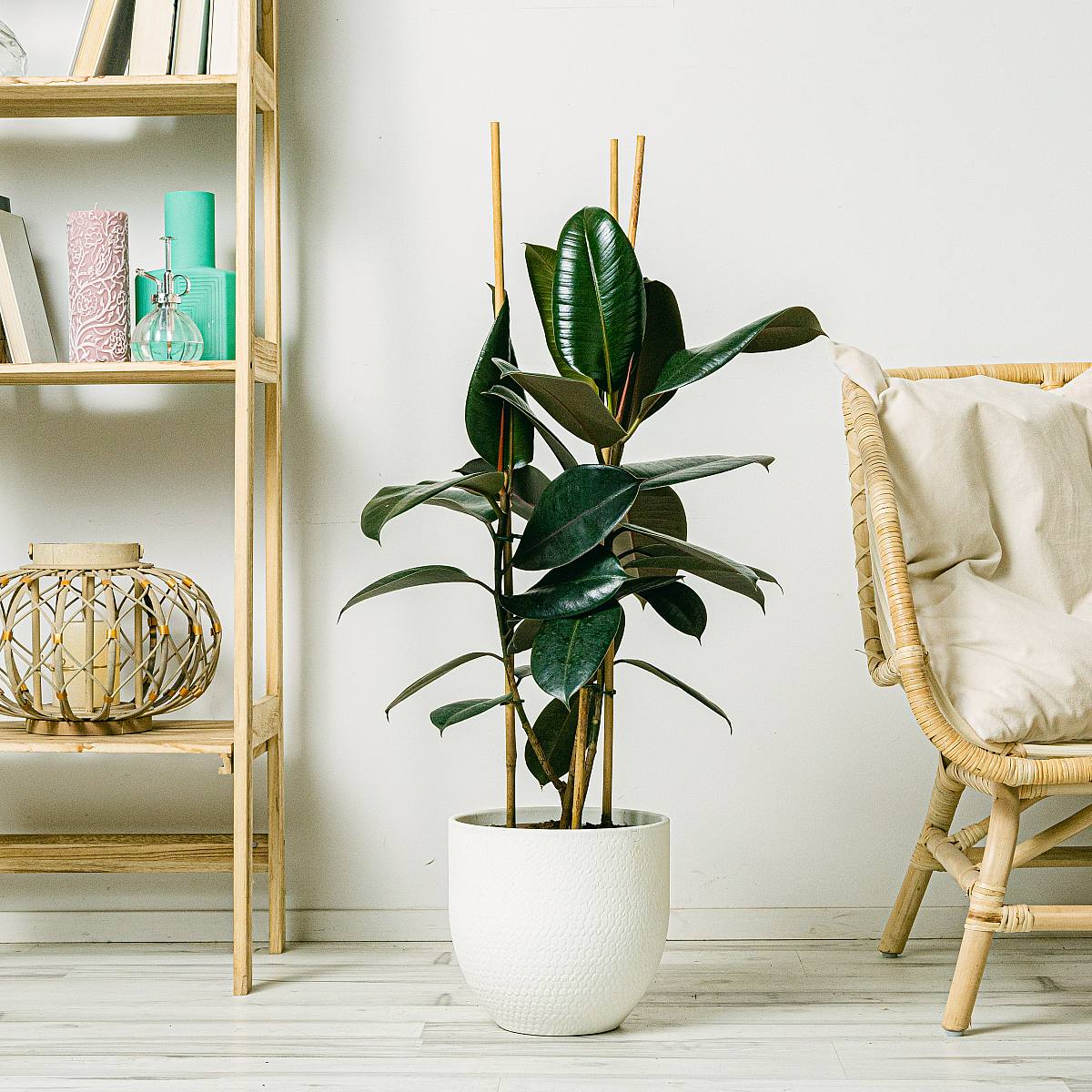 Ficus Robusta picture 0