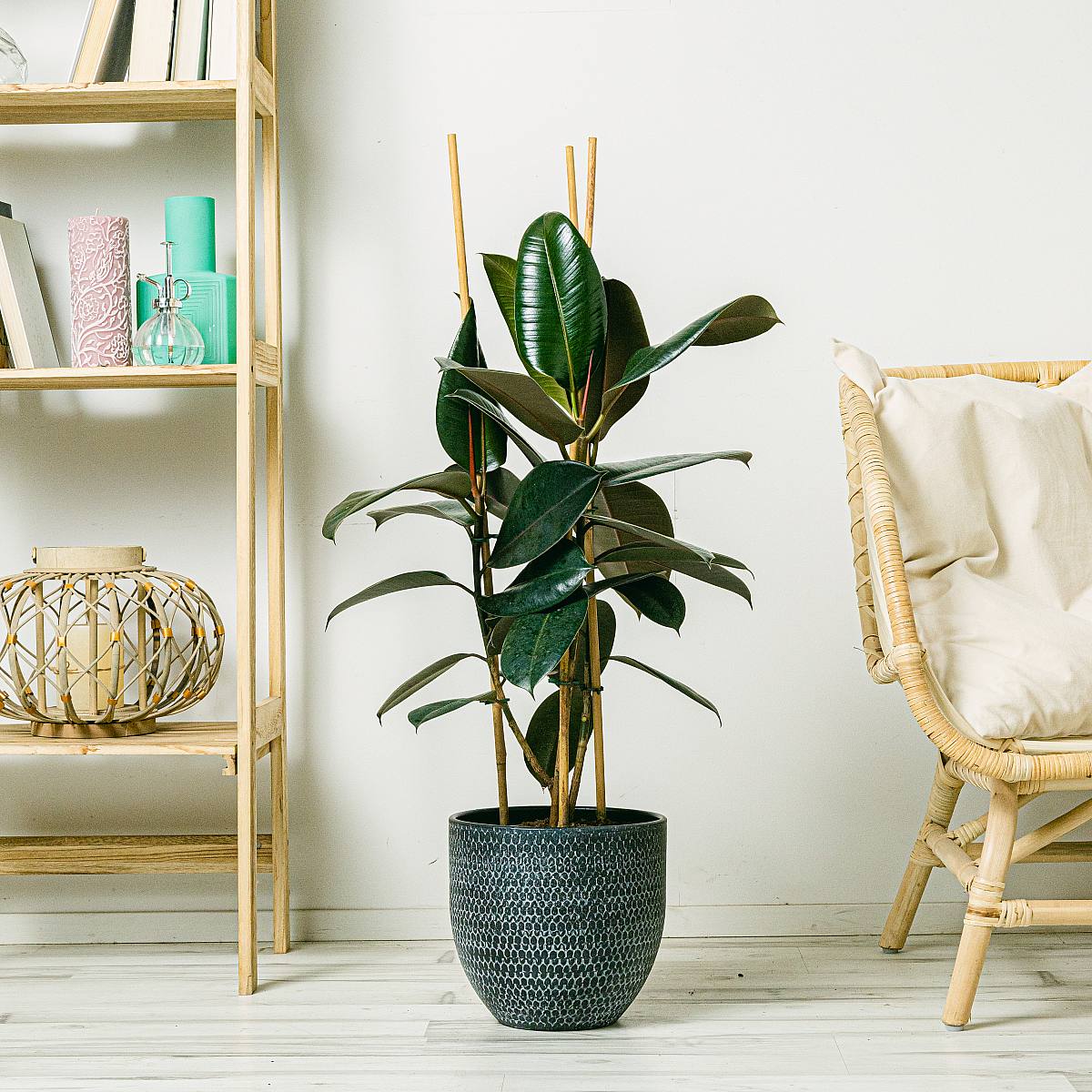 Ficus Robusta picture 1