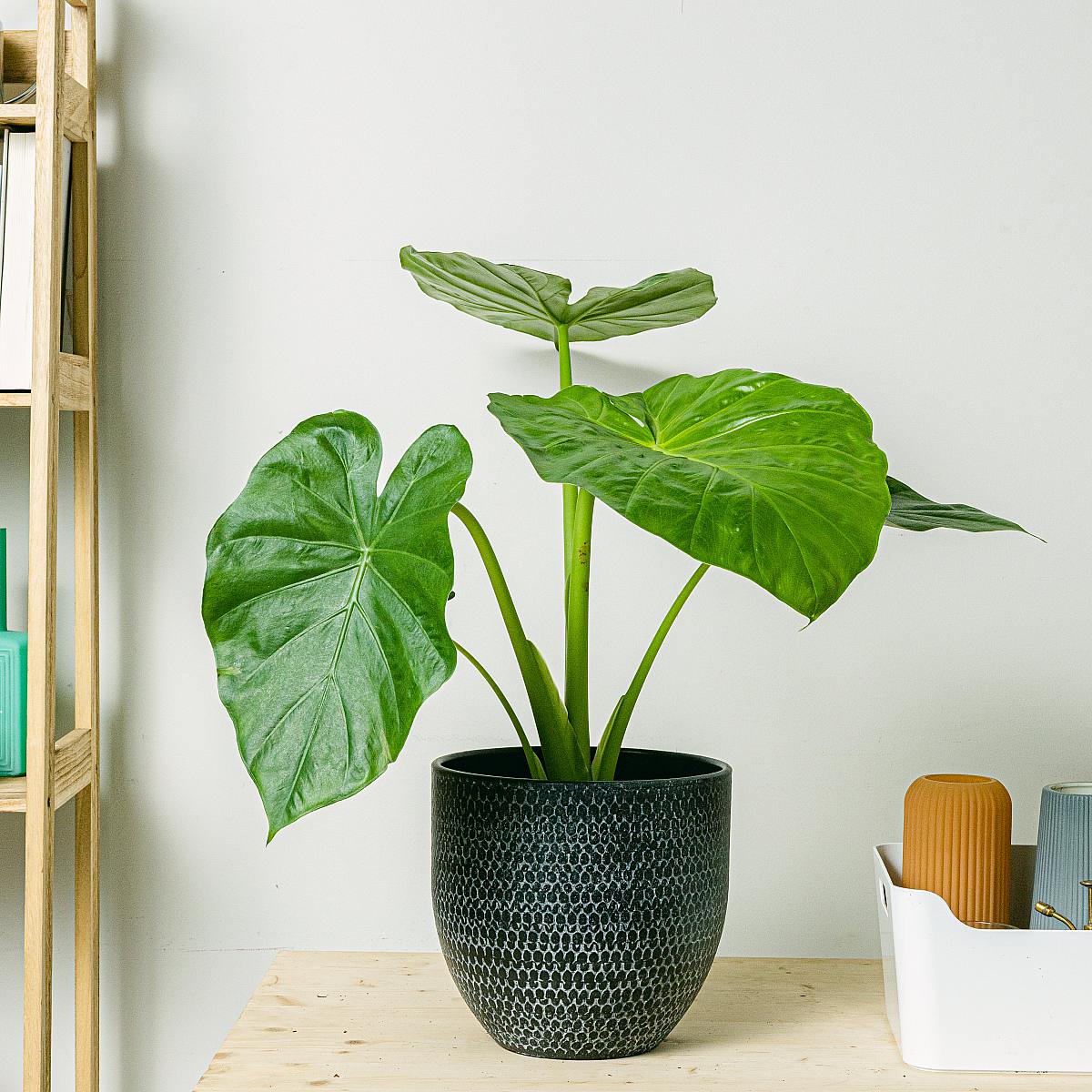 Alocasia macrorrhizos picture 2