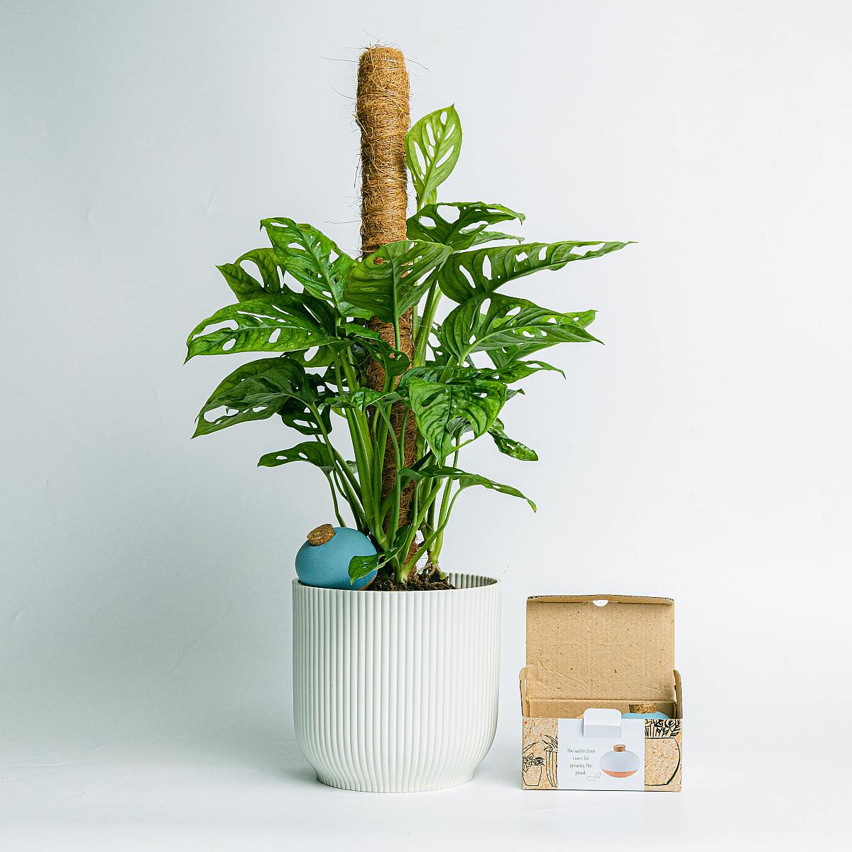 Samozavlažovací systém Design Terracotta picture 2