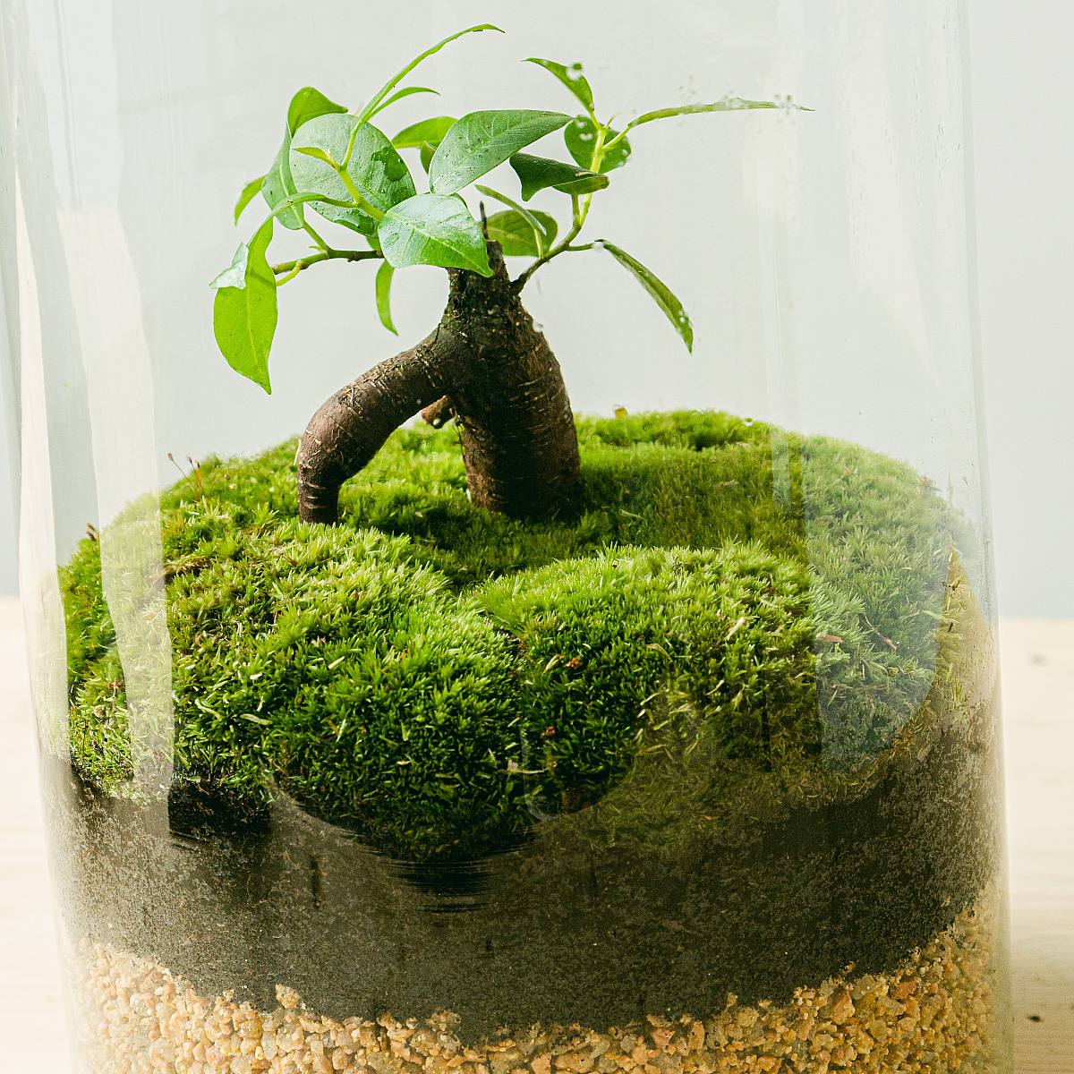 Terrarium Eco picture 1