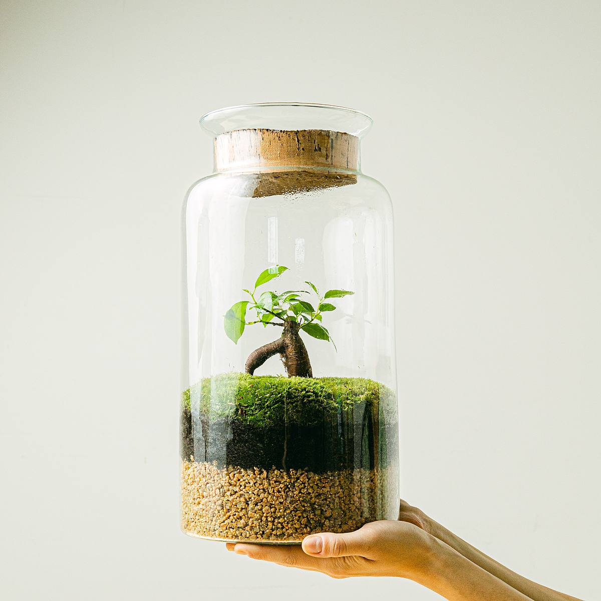 Terrarium Eco picture 4