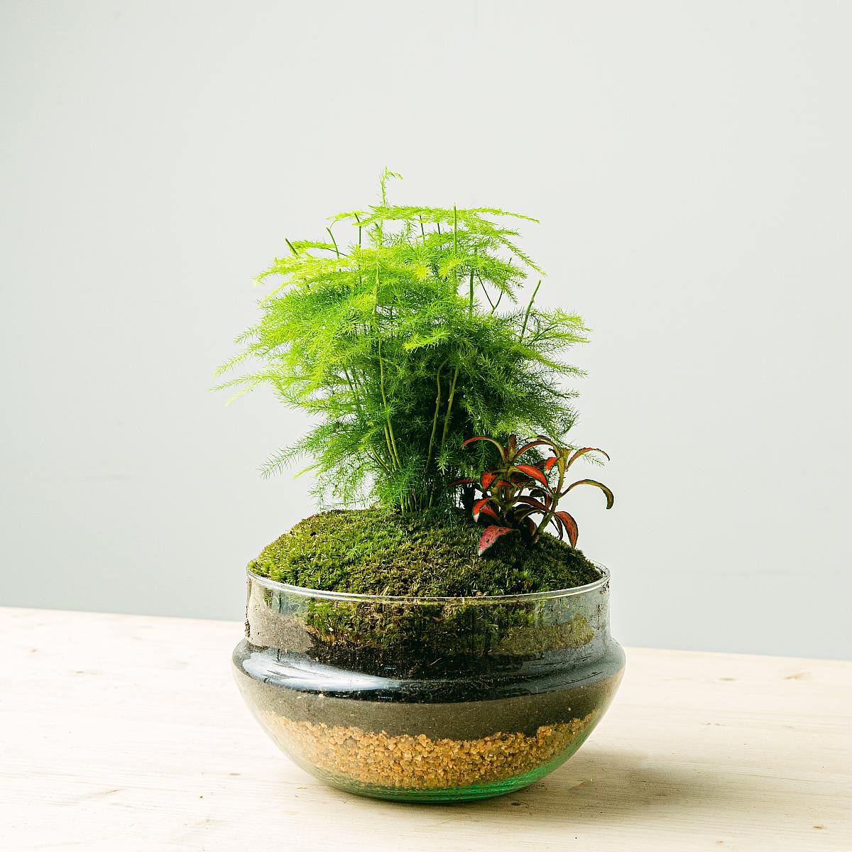 Terárium Aspa natura picture 1