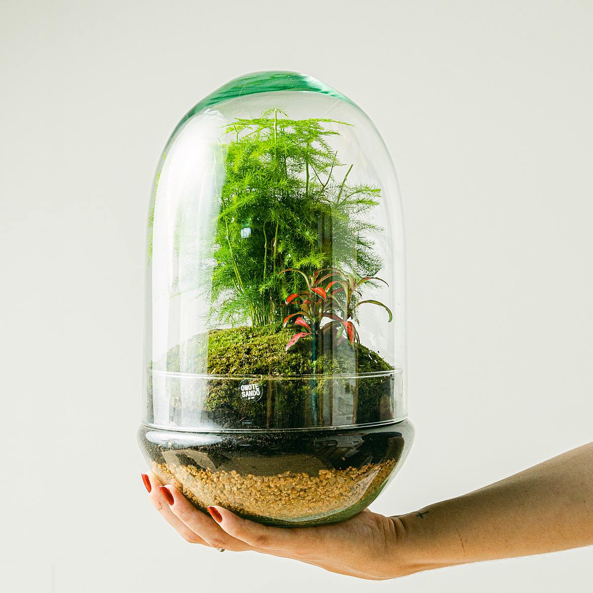 Terárium Aspa natura picture 2